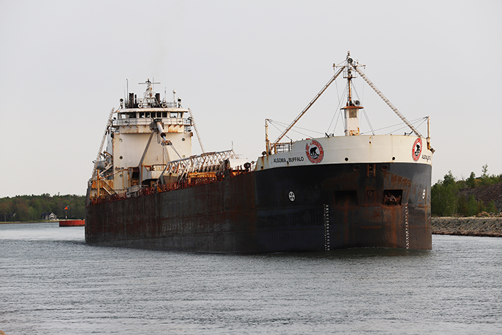 Algoma Buffalo